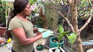 Courtyard Progression: Lots of Container Planting…