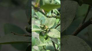 क्यों झड़ता है नींबू के पौधे से फल | Lemon plant Fertilizer