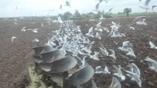 Amazing seagulls feeding behind a plough.