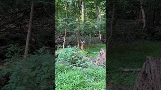 5 point buck face to face