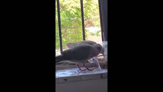 Morning Dove visit with Her baby part 2