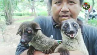 ZOMBIE'S ATTACK TEASER (Musang Lovers Indonesia Reg. Bekasi)