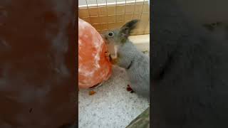 Люблю соленый камушек 🤭 #squirrel #милыепитомцы #funny