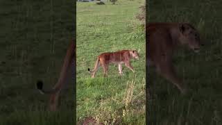 The beauty of wilderness on a game drive #lions #shorts