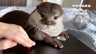 仕事してたらまさかの方法でジャマしにきたカワウソ　Otter Hijacks My Laptop for Shuffleboard Mayhem