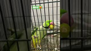 Parakeet | Parrot 🦜 | Chili