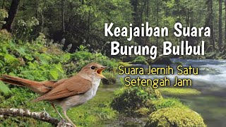 Merdunya Kicau Burung Bulbul Di Alam Hutan