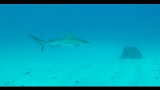 Scuba Diving on "Carib Cargo" Ship Wreck- St Maarten, Dutch Antilles (Dec, 2016)