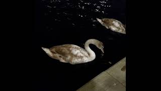 Feeding swans