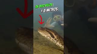 Encuentran nueva anaconda gigante. #brasil #anaconda #viral #noticias #disneyplus