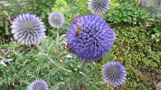 Garten-Tirol-Österreich Kugeldistel Echinops