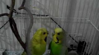 Lovebirds dance at Kuwait