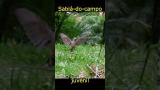 Sabiá-do-campo girando as asas #aves #natureza #biodiversidade #mimus #faunabrasileira #preservacao