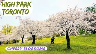 🥳Cherry blossoms Canada 🇨🇦 High park Toronto | Watch in 1080P & 1.5x speed | Techies Escapades