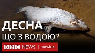 Мертва риба в Десні. Брудна вода тече з районів бойових дій