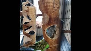 parakeets excavating their toy