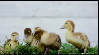 bayi liar 4k - dunia animasi muda yang menakjubkan| wild babies 4k -amazing world of young animasie