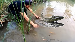 Thả Lưới Truy Lùng Đàn Cá Sau Ngày Mưa | Đại 87 Vùng Đông Bắc