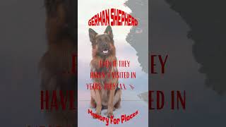 Mind-Blowing German Shepherd Intelligence | Memory For Places | Fact #shorts #viralvideo