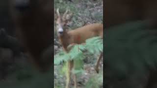 Roe Buck Down In Norway! #roe #deer #norway #hunting