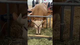 Wonderful cows #viral #funny