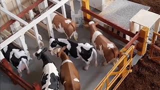 AGD200001 4 Bale Walkthrough Dairy