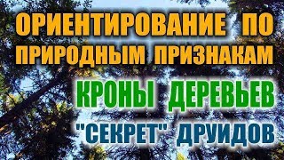 СПОСОБЫ ОРИЕНТИРОВАНИЯ. ОРИЕНТИРОВАНИЕ ПО КРОНЕ ДЕРЕВА. Как определить север.