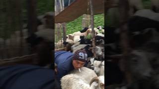 Sheep’s 🐏🐐#shorts #shortsfeed #youtubeshorts #ytshorts