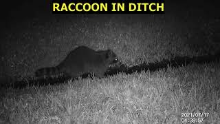 RACCOON IN DITCH