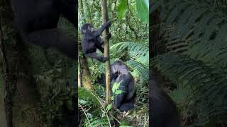 Mountain Gorillas never disappoint. What a moment! #shorts #mountaingorillas #endangeredspecies