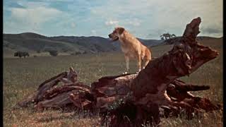 Old Yeller 1957 Opening Credits