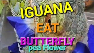 IGUANA Eat Butterfly Pea Flower | Iguana Makan Bunga Telang