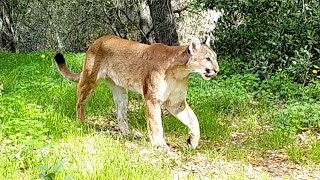 Mountain lion calling for mate