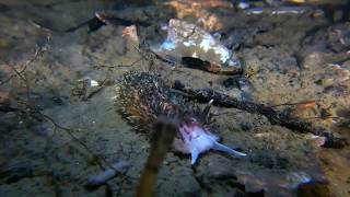 Just for Kids Video: Nudibranchs