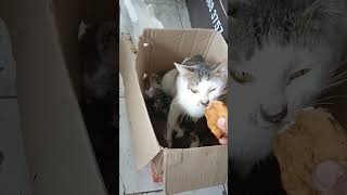 kucing uyik makan tahu