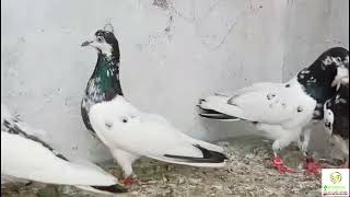 Ali Walay Kabotar | Aqeel Pigeon Master |