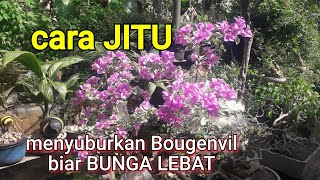 Cara menumbuhkan bunga BOUGENVIL yang lebat