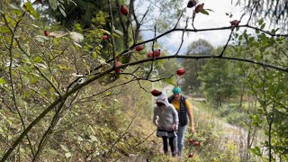 Life in the Carpathians: picking rose hips and preparing dinner in a rainy autumn