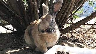 Plump and cute rabbit