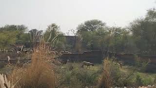 Herd Of Little And Big Sheeps And Goat In India