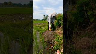 BUAH MANGGA DI JEMUR BIAR CEPET MATENG