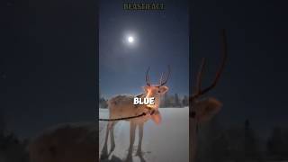 Reindeer 🦌 Unique Arctic Deer Species ❄️