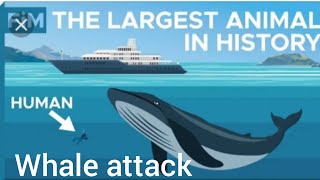 Why Don't Whale Eat People ? why don't whale attack human