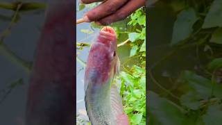 Fishing Video 🎣🐟 Traditional Hook Fishing 🎣 Catching Big Fish Hunting By Hook #shortsvideo #fish