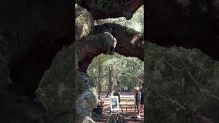 The Mysterious Angel Oak Tree