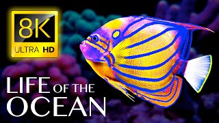 Life of the Ocean 8K ULTRA HD - 500 Marine Species with Relaxing Music and Ocean Sounds