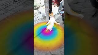 cat 😺 funny # dance 😂 viral # video 😍 trending # short 🙏