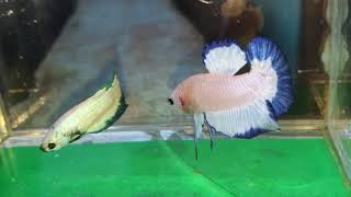 blue rim and green rim betta fish