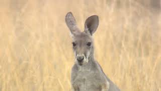 Film footage of Australia's most beloved friends from the outback... Kangaroos!