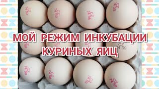 МОЙ РЕЖИМ ИНКУБАЦИИ КУРИНЫХ ЯИЦ - ВЫВОД 100%